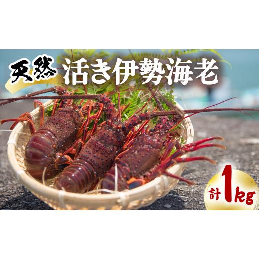 ふるさと納税 徳島県 海陽町 期間限定 天然 伊勢海老 1kg 活伊勢海老 厳選 産地直送 