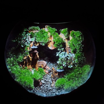 【一物一拍】一方山水:桌上的微縮森林 苔蘚生態缸(B)