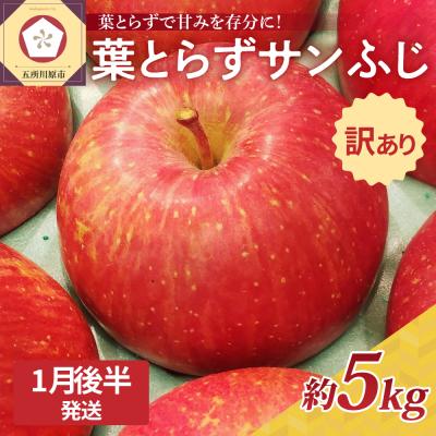 ふるさと納税 五所川原市 青森県産葉とらずサンふじりんご約5kg