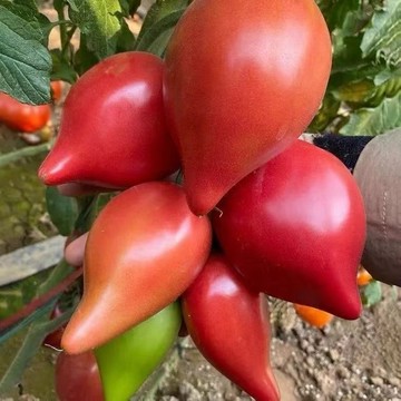 🍅（芒果蜜番茄種子）（120粒）四季種植 庭院盆栽蔬菜水果種子 西紅柿種子 大果牛心柿子香蕉聖女果種子 四季種植種籽