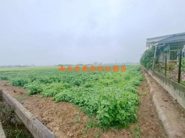 後壁近白河木棉花道3分美農地｜台南市後壁區土溝段