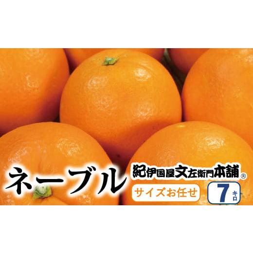 ふるさと納税 和歌山県 太地町 ネーブル 約7kg／サイズおまかせ　※2024年1月中旬〜2月上旬頃に順次発送予定(お届け日指定不可)　紀伊国屋文左衛門本舗