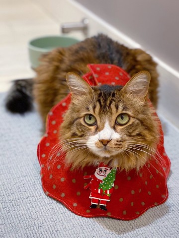 波點花形聖誕口水肩 貓狗項圈 達摩 聖誕老人 鹿 雪人刺繡