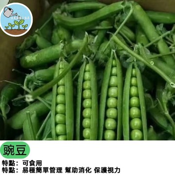 現貨臺灣當季豌豆種子 豌豆種籽甜脆種子青碗豆種高產陽台庭院四季蔬菜秋冬季青豌豆種孑 蔬菜瓜果種子