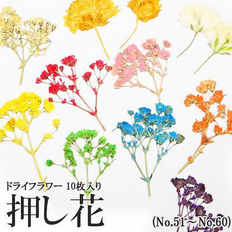 押し花 ドライフラワー 51 10枚入り 押し花 素材 レジン ネイル アート ジェル フラワー レース アクセサリー クラフト パーツ 封入 材料 植物 花びら 花弁 ハンドメイド 通販 Lineポイント最大1 0 Get Lineショッピング