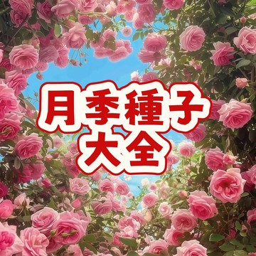 【月季種子大全】當季新籽  發芽率高 花開爆香 花期長  陽台庭院盆栽 超優惠 新手易種植#自留種