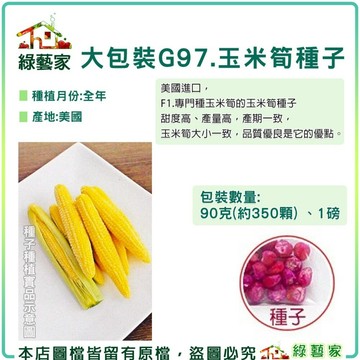 【綠藝家】G97.玉米筍種子90克(約350顆) 、1磅(甜度高.產量高.品質優良)