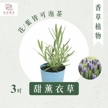 【拈花微笑】甜薰衣草｜3吋｜香草植物｜食用植物｜調味料｜泡茶飲用｜沙拉｜甜點｜藥用｜精油｜觀賞｜明星植物.