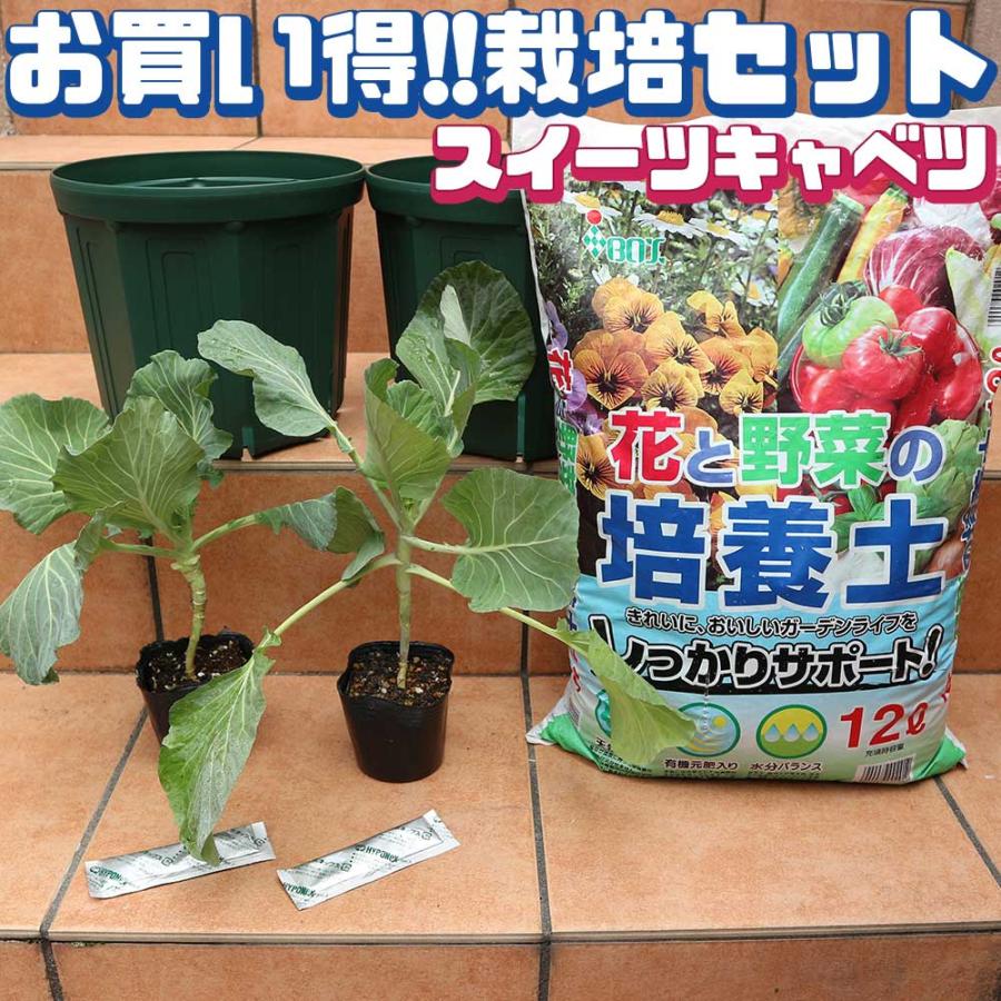 野菜苗＆資材セット 極甘！スイーツキャベツ（フルーツ並みの糖度で芯も美味しいキャベツ！）