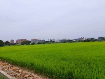 楊梅-楊湖路農地｜桃園市楊梅區楊湖段