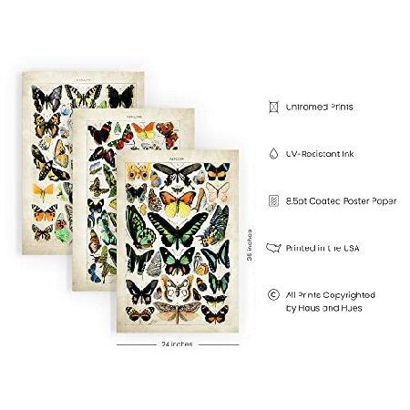 HAUS AND HUES Butterfly Poster Vintage Set of Vintage Nature Posters Butterfly Art Vintage Botanical Prints Posters for Room Aesthetic Vintage But