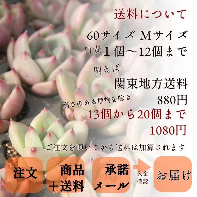 シャーロットローズ 2寸ポット 韓国苗 エケベリア 弁慶草科 多肉植物