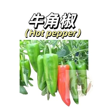 嘉義現貨（羊角椒種子LJ-23）（微辣不辣）脆辣微香甜辣椒種子菜椒果椒大果高產蔬菜種子