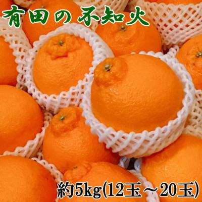 ふるさと納税 すさみ町 有田産不知火約5kg(12玉〜20玉おまかせ)　(すさみ町)