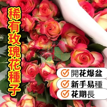 台灣-24H-發貨 精選【 稀有玫瑰花種子】夢幻稀有玫瑰花種子 獨家藍紫/黑玫瑰 多年生庭院陽台盆栽 開花濃香 新手可種