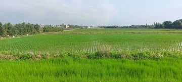 屋聊生活|大坡國小.富岡.瑞原.東明超優值美農地｜桃園市新屋區新湖路