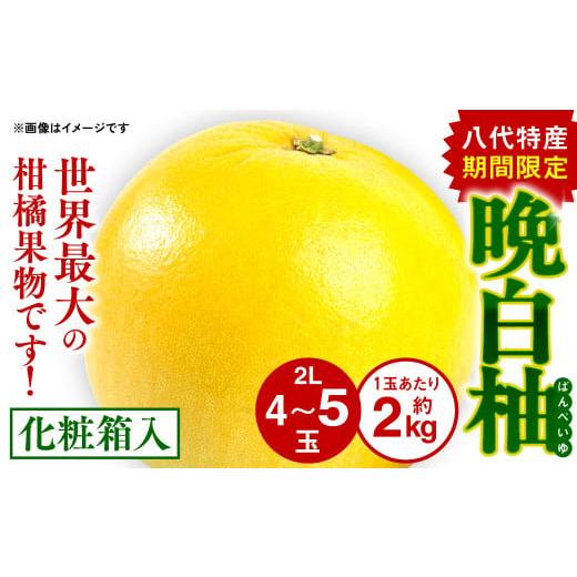 ふるさと納税 熊本県 八代市 八代特産 晩白柚（ばんぺいゆ）2Lサイズ(約2kg)×4玉〜5玉