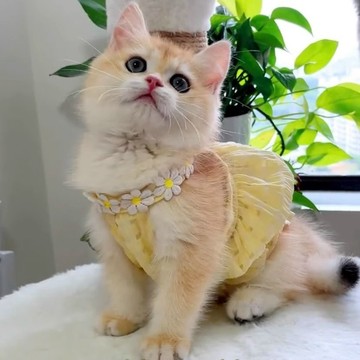臺灣出貨🤩貓衣服夏天薄款貓貓夏天吊帶新品透氣兩腳衣銀漸層貓外出貓咪裙子