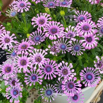 「爆花機器」藍目菊/紫芍花種子（100-130粒入）花期超長花色豔麗 耐熱性好養護簡單 適合盆栽地栽 新手易活多年生草本