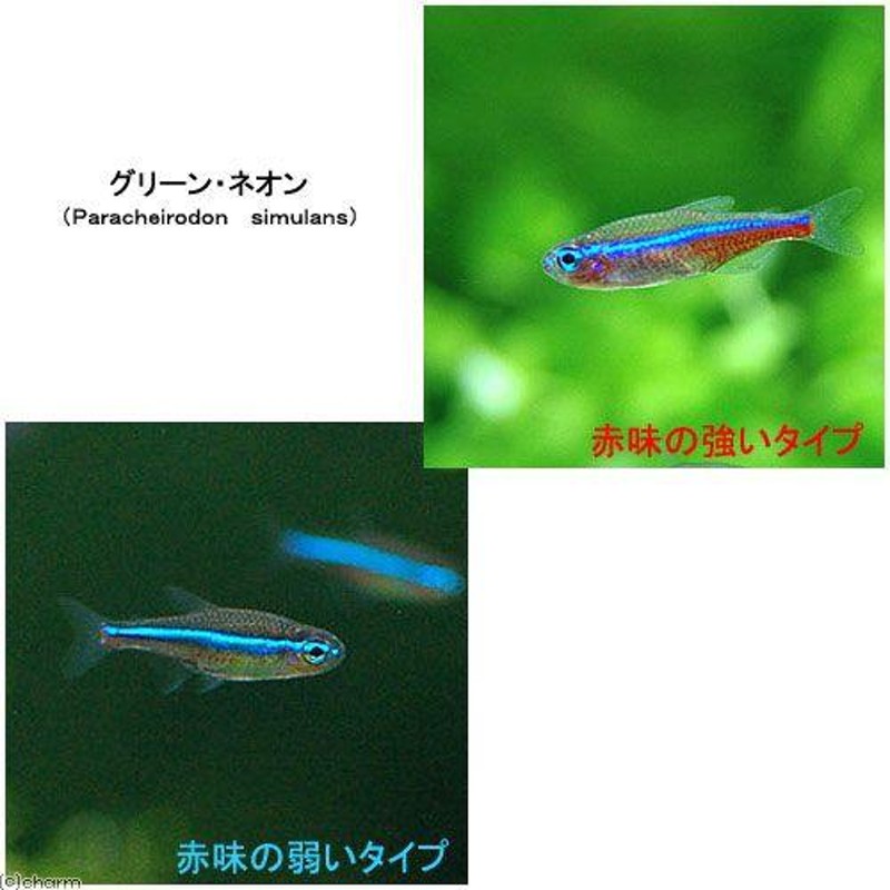 熱帯魚）（水草）グリーンネオンテトラ（１０匹） ＋ おまかせ 