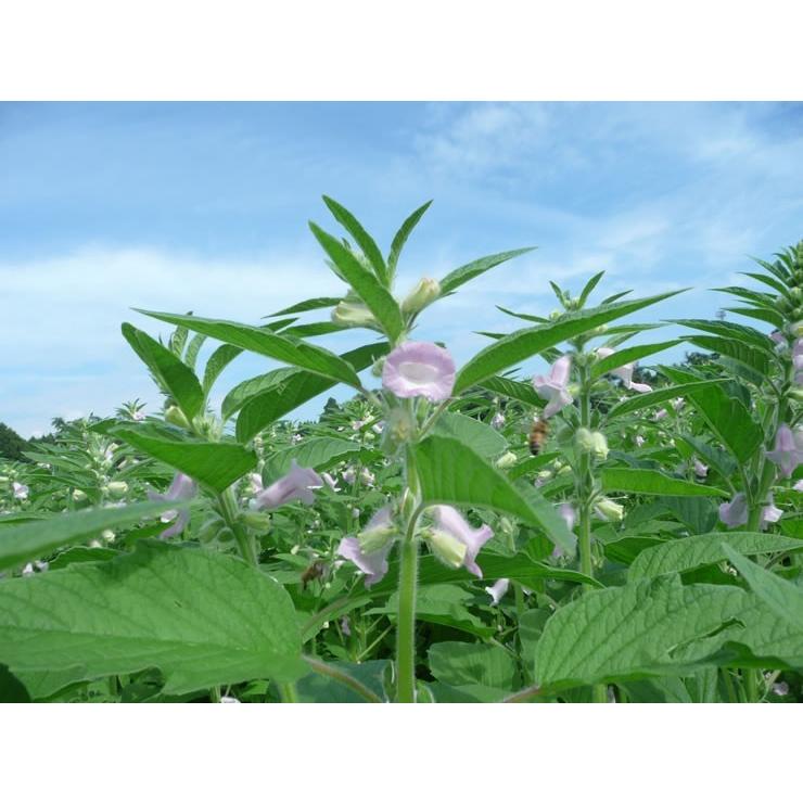 国産　洗い生ごま（黒）宮崎県産