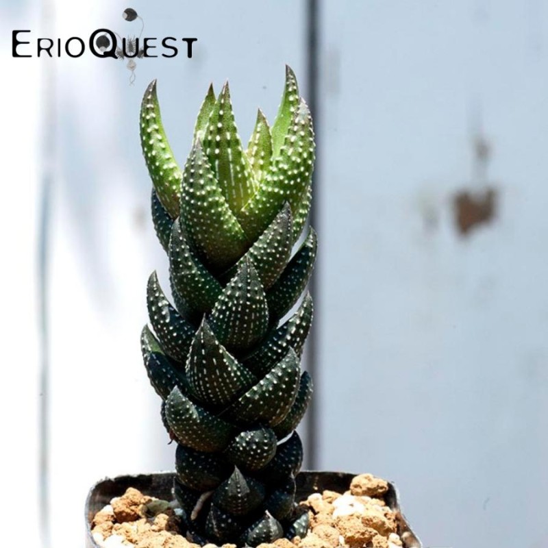 多肉植物 ハオルチア コアルクタータ カルウィニー 剣竜の塔 Haworthia ...