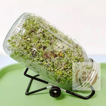 【台灣現貨】西藍花芽苗菜種子｜超級食物芽苗｜室內水耕 7天速成｜現採現吃 沙拉首選 新手易種#蔬菜種子