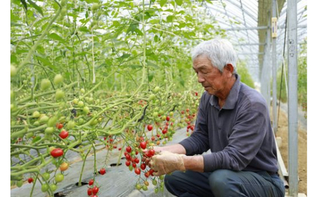 道の駅「虹の森公園まつの」産直市 朝採り野菜9～10種類＆特産品セット※着日指定不可