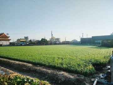 近台積電縣道170上面寬農地｜嘉義縣布袋鎮樹林頭
