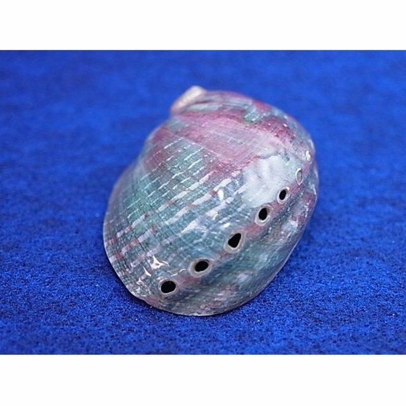 ハリオティス アシミルス 磨き 約9 11ｃｍ 1個 貝 貝殻 シェル アワビ アクセサリー ハンドメイド ネックレス イヤリング 通販 Lineポイント最大0 5 Get Lineショッピング