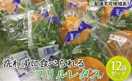 植物工場産　洗わずに食べられるフリルレタス　12袋セット