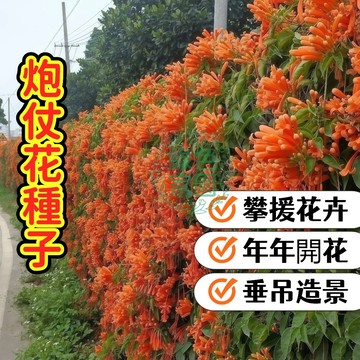 炮仗花種子 鞭炮花 年宵花 迎春花卉 爬藤植物 陽台庭院綠化 花期長 易成活 金色年華 開花機器 盆栽地栽 花園造景
