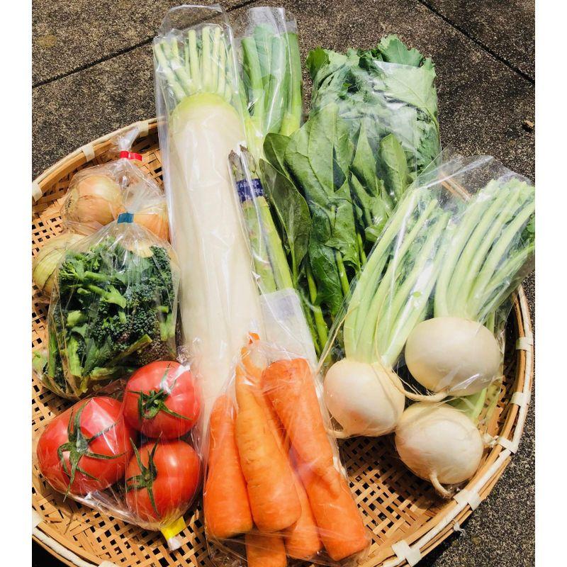 産直旬の野菜セット 新鮮 おまかせ野菜