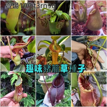 奇幻雨林【豬籠草種子】會設陷阱的植物種子 多款奇趣籠形，打造你的專屬食蟲生態缸 居家綠化同時自然捕蚊