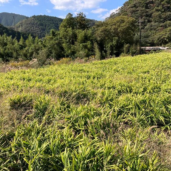 野菜 薬味 高知土佐四万十黄生姜500g 産地直送