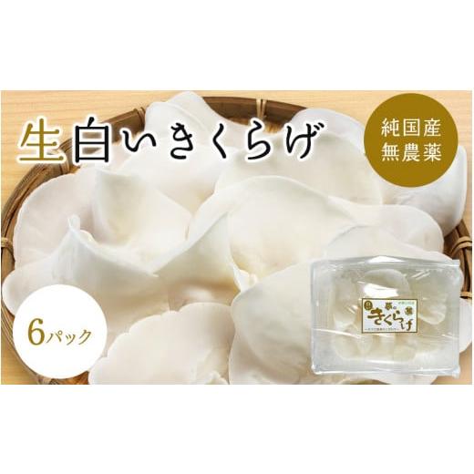 ふるさと納税 和歌山県 田辺市 生白いきくらげ 6パック ※6月下旬以降順次発送予定 ／ 和歌山 田辺市 きくらげ 生  天然 無添加 栄養豊富 中華料…