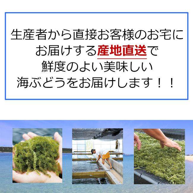 海ぶどう80g入り　美らぶどう　沖縄県産　生ぶどう　大粒　常温　冷蔵庫保管不可　産直商品　同梱不可　キャンセル不可