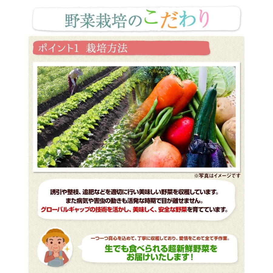 福島県産 野菜7品種詰め合わせ　無農薬 無化学肥料栽培の新鮮野菜を産地直送