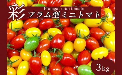 サザキ農園　ミニトマト彩りセット（プラム型）　3kg