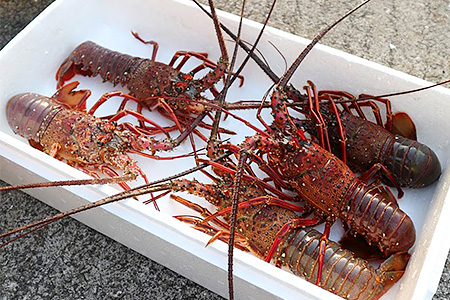 天然伊勢海老１kg（サイズ・匹数おまかせ）甲殻類 エビ アウトドア キャンプ 海鮮BBQ