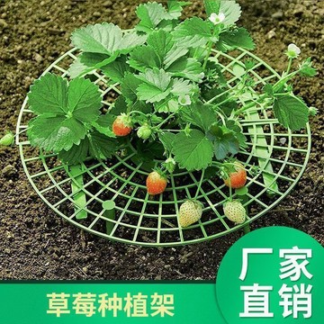 隔日💥草莓立體栽培架種植托架方形盆栽培草莓托盤架支架防爛水培草莓架