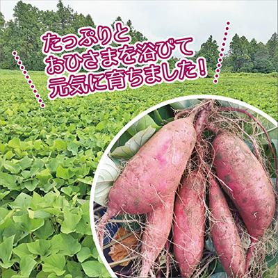 ふるさと納税 香取市 香取市産　無選別さつまいも「紅はるか」Sサイズ〜Lサイズ　約10kg