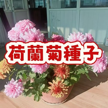 荷蘭菊種子 盆栽花卉種籽 多年生花種 陽台庭院綠化 開花植物 四季播種 園藝景觀 易活好養 鮮花種子 多色混種