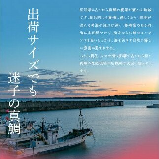 緊急支援 海鮮「真鯛の漬け丼の素」1食80g×10P《迷子の真鯛を食べて応援 養殖生産業者応援プロジェクト》 順次出荷中 惣菜 そうざい冷凍 保存食 小分け パック 高知 海鮮丼 惣菜 一人暮らし〈高