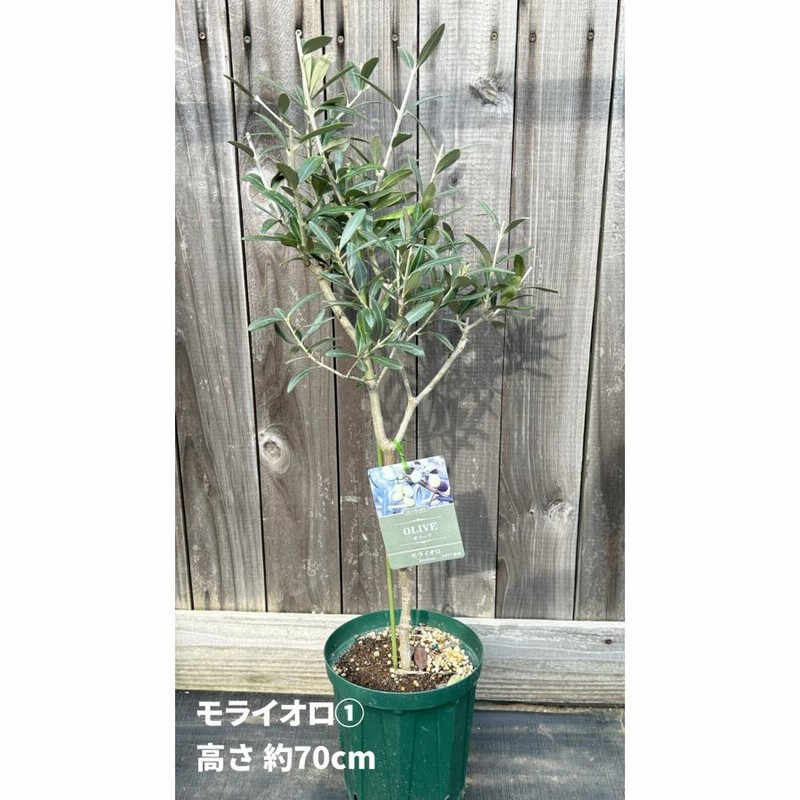☆美品☆【超希少カラー】　Gloverall　MONTY　オリーブ 小倉園 オリーブ・ジャンボカラマタ 8号鉢 オリーブの木 鉢植え
