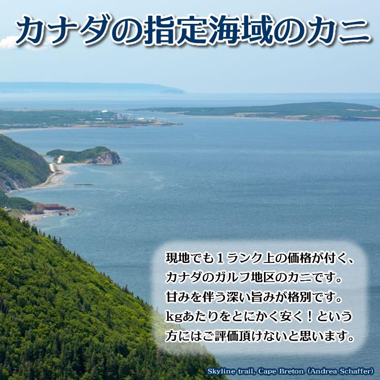 お歳暮 御歳暮 ギフト 2023 カニ かに 蟹 ずわいがに切れ目入 1kg ギフト箱入 海鮮 ボイル 蟹 足 脚 グルメ ギフト 送料無料