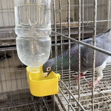 💖嚴選優品鴿子飲水盒鴿籠掛盒小鳥飲水器小雞水壺鸚鵡食盒鴿子自動養殖水槽