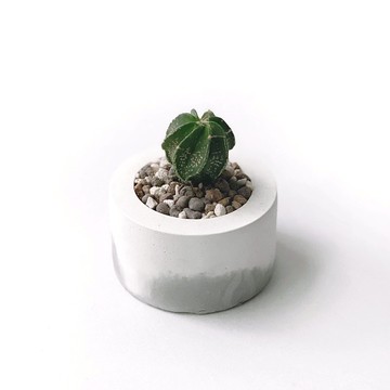 (現貨) 白灰漸層系列 | 大鳳玉八稜 小圓形雙色水泥多肉植栽