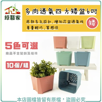 【綠藝家】多肉透氣四方矮盆6吋(矮) 10個/組 (共5色可選)