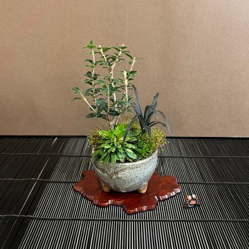 日本香姬∣信樂燒鉢 香氛豆盆栽